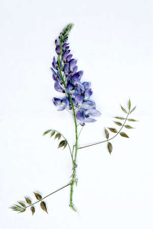 wisteria flowers isolated on whiteの写真素材