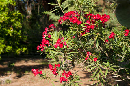 Oleander Flowersの写真素材