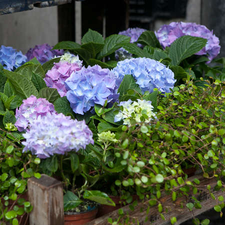pink and purple, violet hydrangea macrophylla. Flower in flower`s shop . Summer time. Flowers standing on the wood benchの写真素材