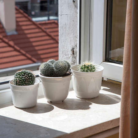 Cactus at the window, building and city in backgroundの写真素材