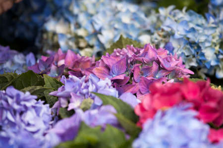 Purple Hydrangea flower (Hydrangea macrophylla) in a garden