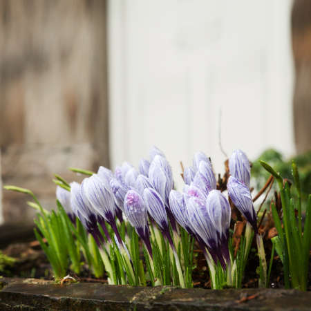Some multi-colored snowdrops, crocuses , against a old vintage wall.Selective focusの写真素材
