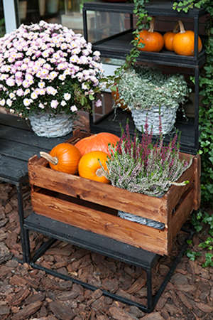 fall at country house. Seasonal decorations with pumpkins and flowers. Autumn harvest at farm.の写真素材