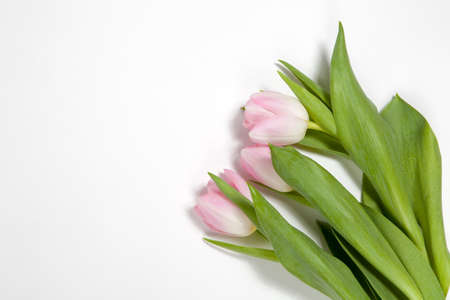 the pink tulip on white background for special ocasionの写真素材