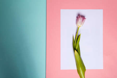 The Decorative work. Pink tulip on a blue and pink background.の写真素材