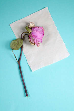 the purple dried rose is at white napkin at blue background