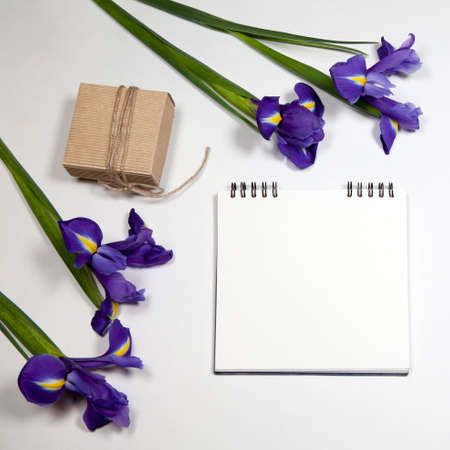 Violet Irises xiphium (Bulbous iris, Iris sibirica) on white background with space for text. Top...