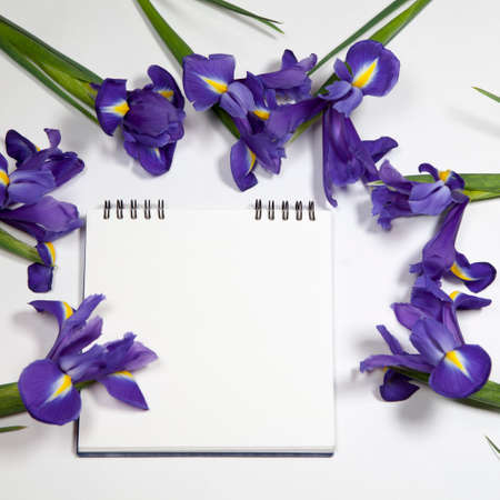 Violet Irises xiphium (Bulbous iris, Iris sibirica) on white background with space for text. Top...
