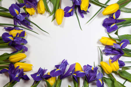 Frame of violet Irises xiphium (Bulbous iris, Iris sibirica) with yellow tulip on white background with space for text. Top view, flat layの写真素材