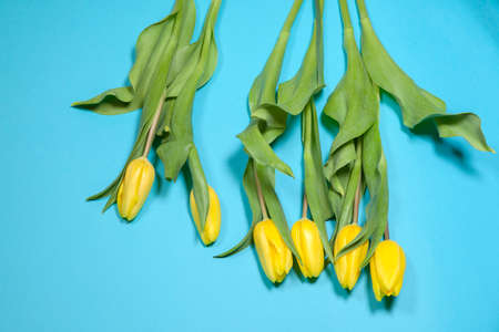 the Yellow tulips on a blue backgroundの写真素材