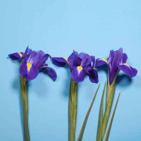 yellow tulip on blue background with space for text. Top view, flat layの写真素材