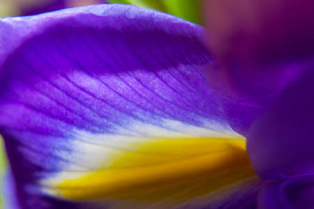 Bulbous Iris Professor Blaauw flower petals on white