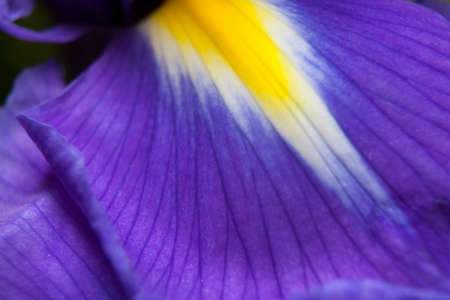 Bulbous Iris Professor Blaauw flower petals on whiteの写真素材