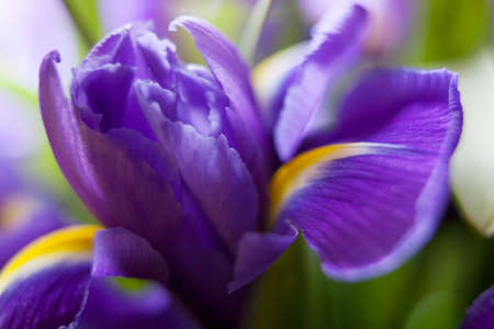 Bulbous Iris Professor Blaauw flower petals on white