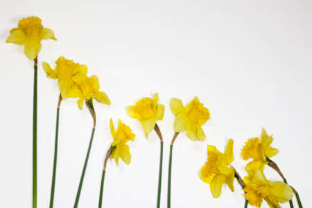 yellow narcissus isolated over the white background. Copyspaceの写真素材