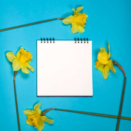 Yellow daffodils border a white square notebook on the springs. Blue background. Copyspaceの写真素材