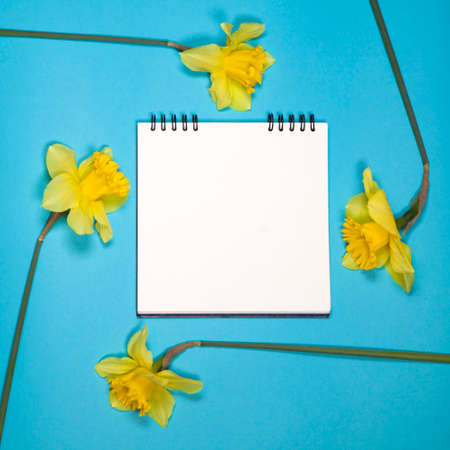 Yellow daffodils border a white square notebook on the springs. Blue background. Copyspaceの写真素材