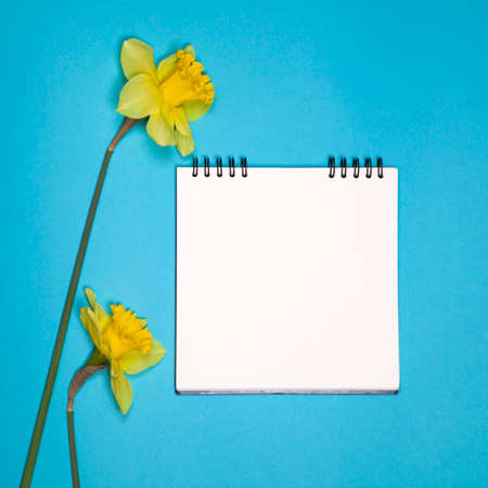 Yellow daffodils border a white square notebook on the springs. Blue background. Copyspaceの写真素材