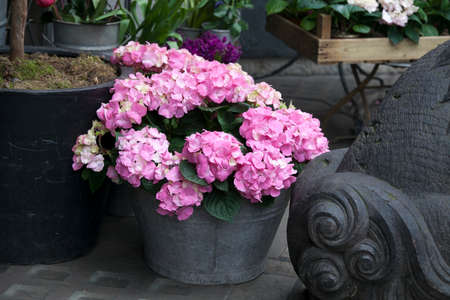 bunch of hortensia pink flowers in a decorative vaseの写真素材