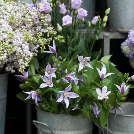 Lilac bouquets, bells and daffodils are in buckets for saleの写真素材