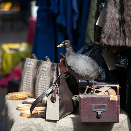 LONDON, ENGLAND - March 30, 2017 Stuffed black bird on suitcase on the Spitalfields market near Liverpool Street subway.の写真素材
