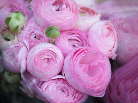 Bouquet of pink Ranunculaceae for sale