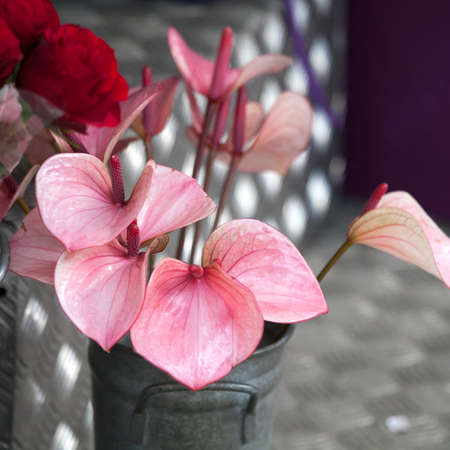 the Anthurium or Flamingo Flower. Top viewの写真素材