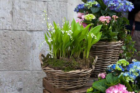 White lilies of the valley in a wicker basketの写真素材