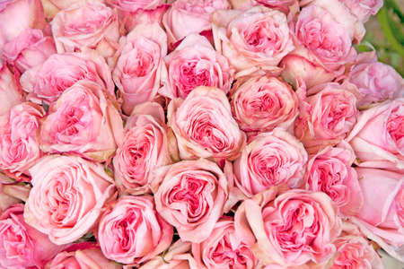 The background with pink roseの写真素材