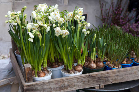 White daffodils in the pot in the wooden box as adornment of the entrance