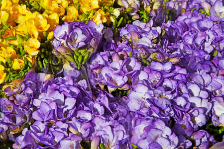 the Pale yellow and blue Freesia Flowerの写真素材