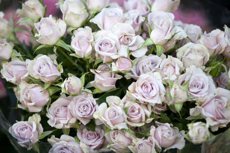 The background with pink rose
