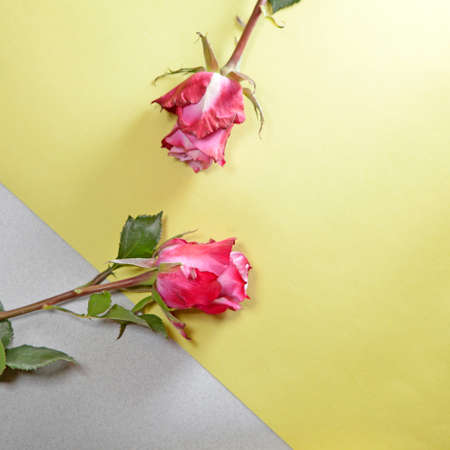 Red rose on a yellow-gray background. Copy spaceの写真素材