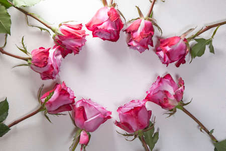 Red roses form a circle with a copy space for writing on a white backgroundの写真素材