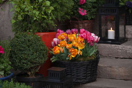Fresh tulips at the entrance to the restaurant on the market square in the old town in Warsawの写真素材