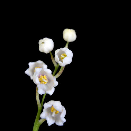 the Convallaria majalis, LILY OF THE VALLEY, BLACK BACKGROUNDの写真素材