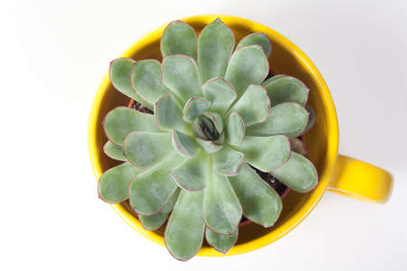 Echeveria Frank Reinelt in yellow mugの写真素材