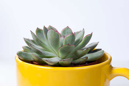 Echeveria Frank Reinelt in yellow mugの写真素材