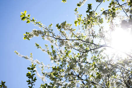 the Malus domestica. Apple Tree blossom against blue cloudy sky