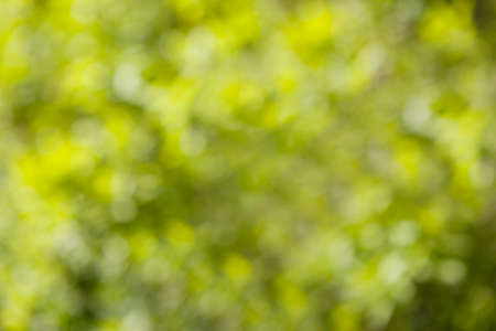 the Blurred image of soft green bokeh background.の写真素材