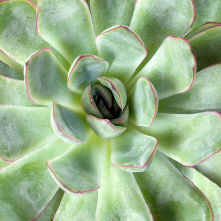 Echeveria Frank Reinelt, macro, kinfolk still life styleの写真素材