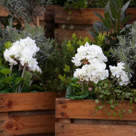 Artificial hydrangeas and geraniums in wooden boxes near Covent Gardenの写真素材