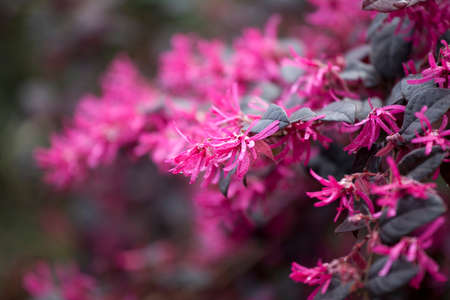 Loropetalum chinense rubrum, China Pink in the parkの写真素材