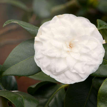 white Camellia sasanqua in the parkの写真素材
