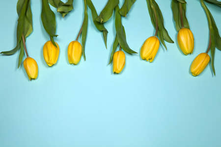 the Yellow tulips on a blue backgroundの写真素材