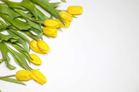 the Yellow tulips on a white backgroundの写真素材