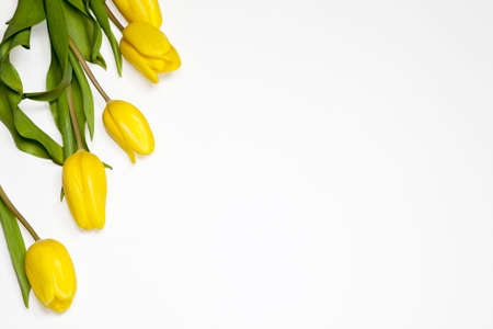 the Yellow tulips on a white backgroundの写真素材