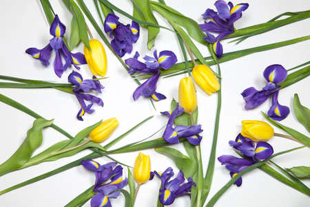 violet Irises xiphium (Bulbous iris, Iris sibirica) with yellow tulip on white background with space...