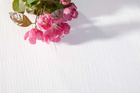 Flowers of an apple-tree of Nedzvetsky (Malus niedzwetzkyana Dieck) isolated on whiteの写真素材