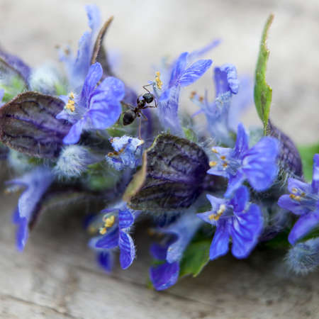 Close up of blue or violet sage flower, Salvia officinalis, macroの写真素材